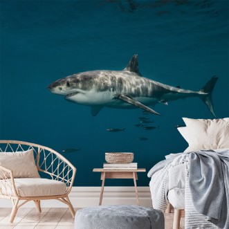 Bild på Great white shark