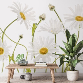Picture of Ox eye Daisies
