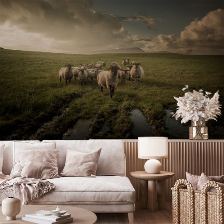 Picture of Sheep