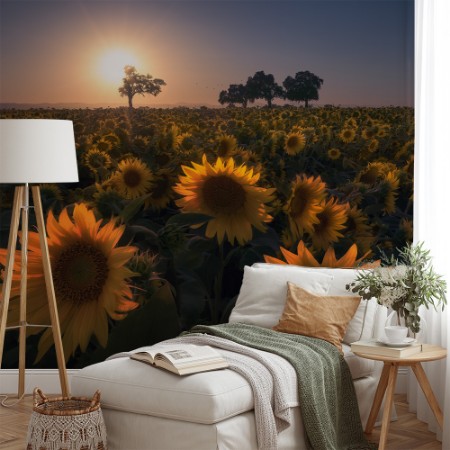 Picture of Sunflower field