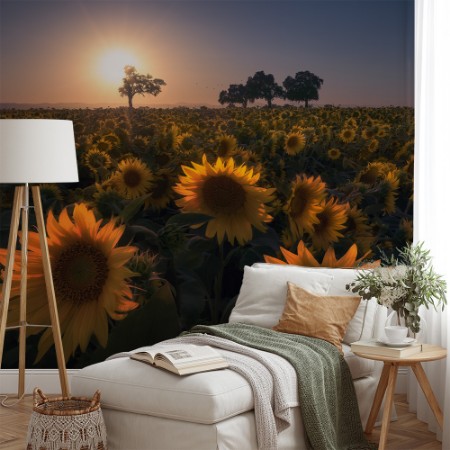 Image de Sunflower field