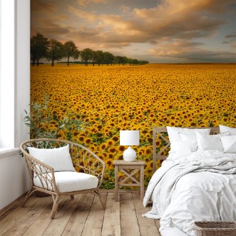 Afbeeldingen van Sunflowers