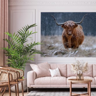 Afbeeldingen van Snowy Highland cow