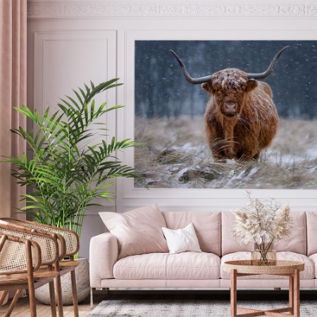 Picture of Snowy Highland cow