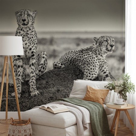 Afbeeldingen van Two Cheetahs watching out