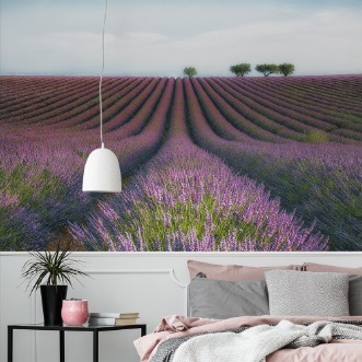 Afbeeldingen van Velours de Lavender