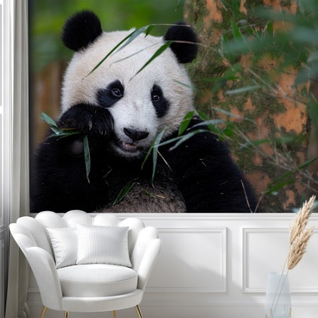 Picture of Bamboo Time