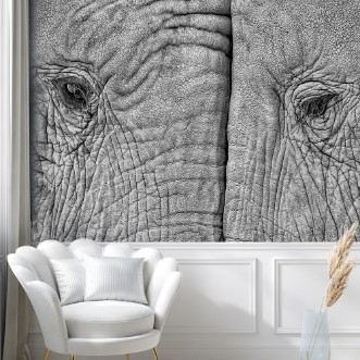 Afbeeldingen van Two elephants