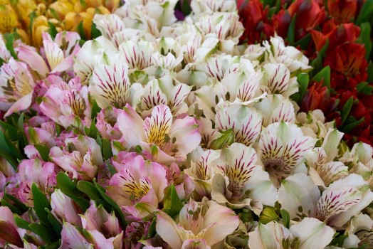 Picture of Bunch of Beautiful Flowers