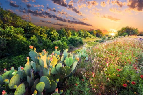 Afbeeldingen van Cactus and Wildflowers at Sunset