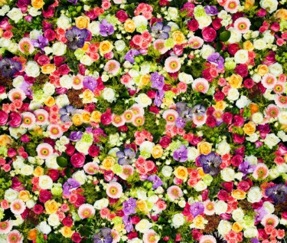 Picture of Background of Varied Flowers