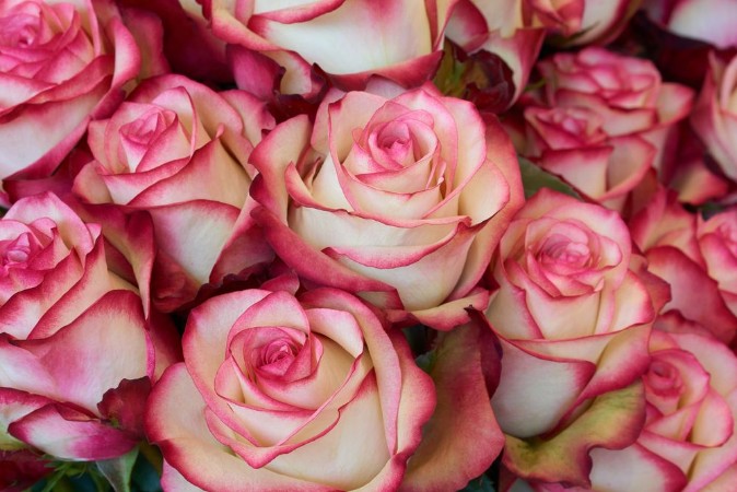 Picture of Heap of Roses