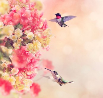 Bild på Hummingbirds and Flowers