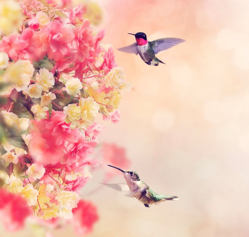 Picture of Hummingbirds and Flowers