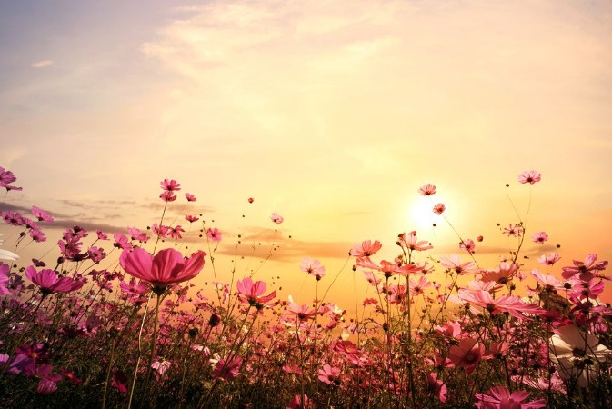 Bild på Cosmos Flower Field with Sunset
