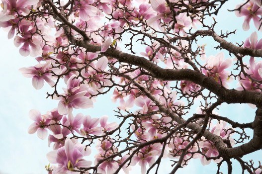 Picture of Magnolia Flowers