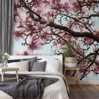 Afbeeldingen van Magnolia Flowers