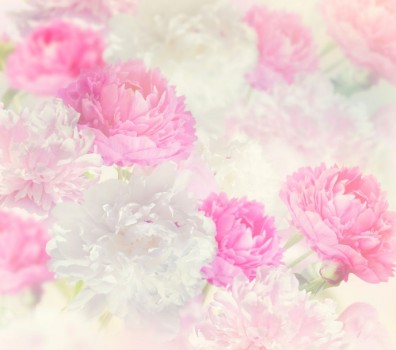Picture of Peony Flowers