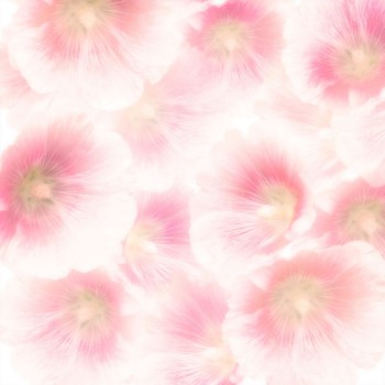 Picture of Pink Hollyhock Flowers