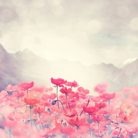 Bild på Poppy Flowers