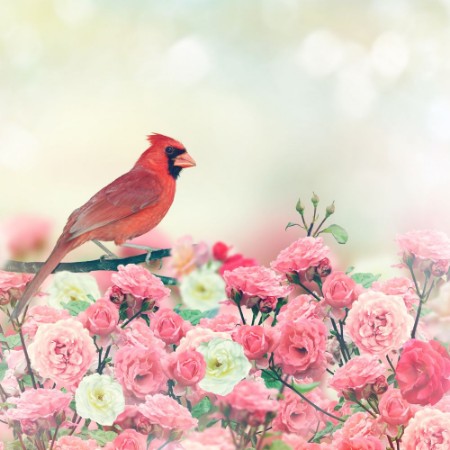 Afbeeldingen van Red Cardinal In Rose Garden