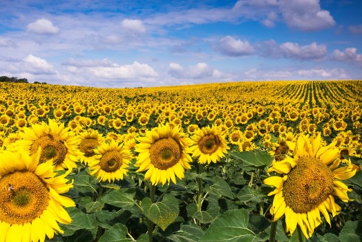 Bild på Sunflowers