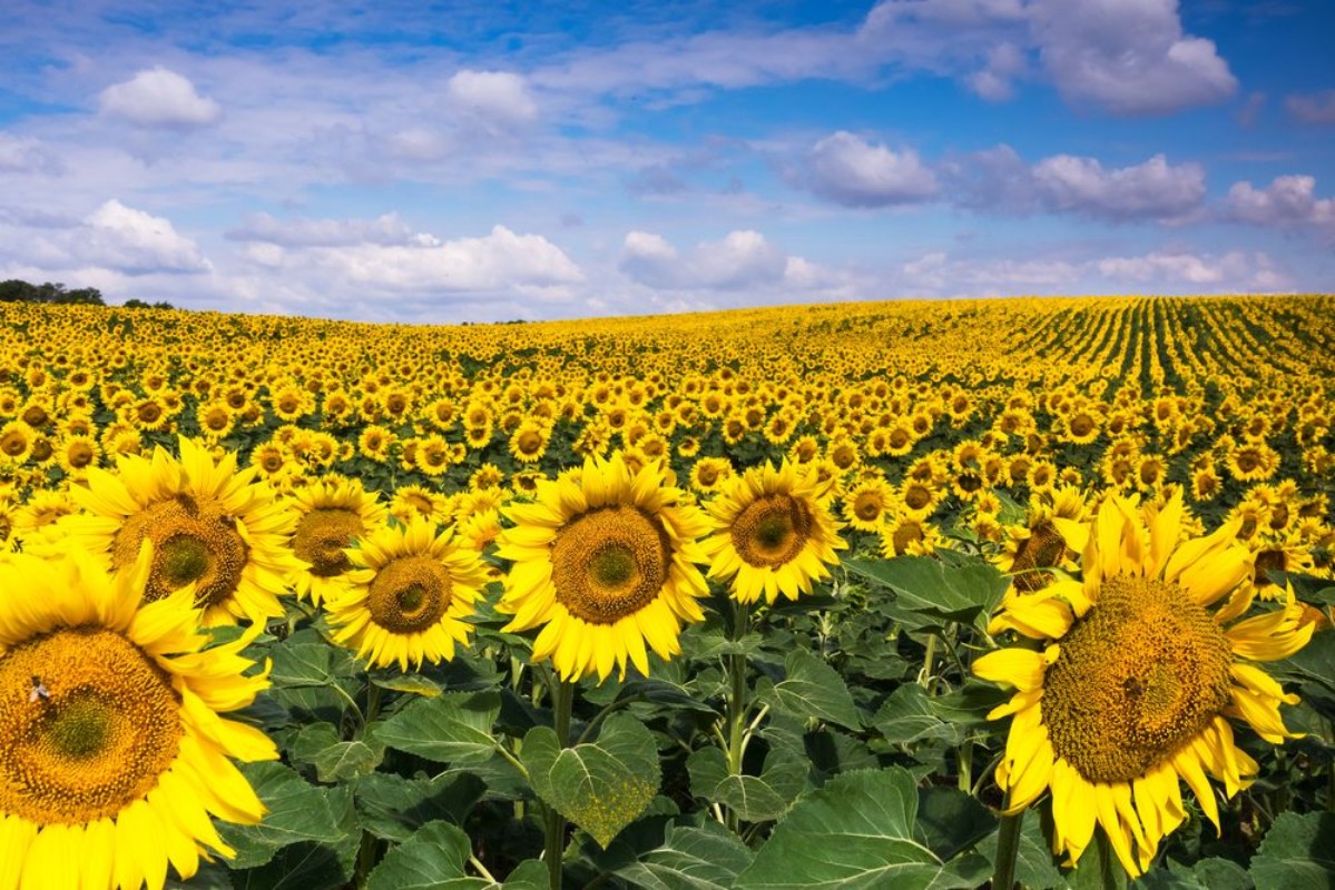 Image de Sunflowers