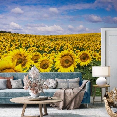 Afbeeldingen van Sunflowers