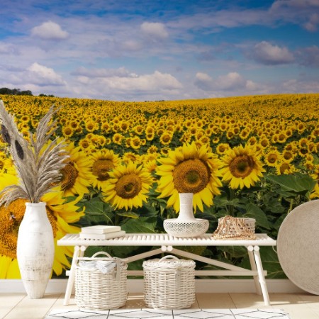 Image de Sunflowers