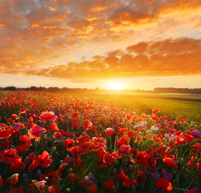 Bild på Sunrise Poppy Field