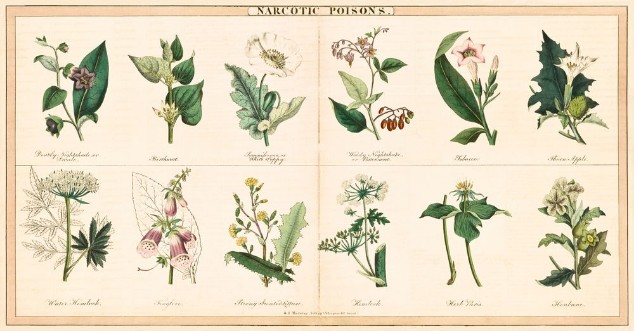 Afbeeldingen van Vintage style illustration of Poisonous Plants