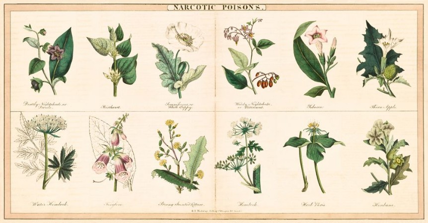 Picture of Vintage style illustration of Poisonous Plants