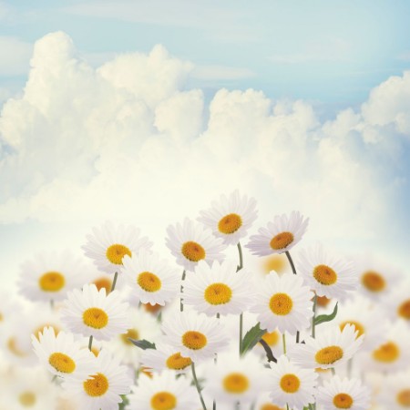 Picture of White Daisies