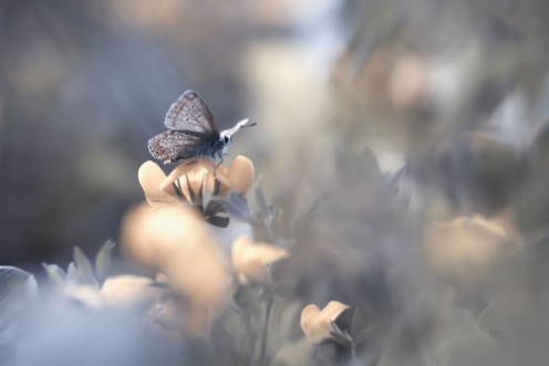 Afbeeldingen van Butterfly Closeup