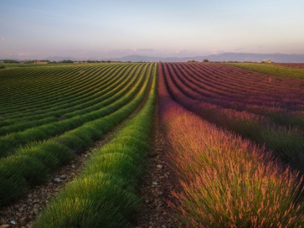 Image de Lavender Lines