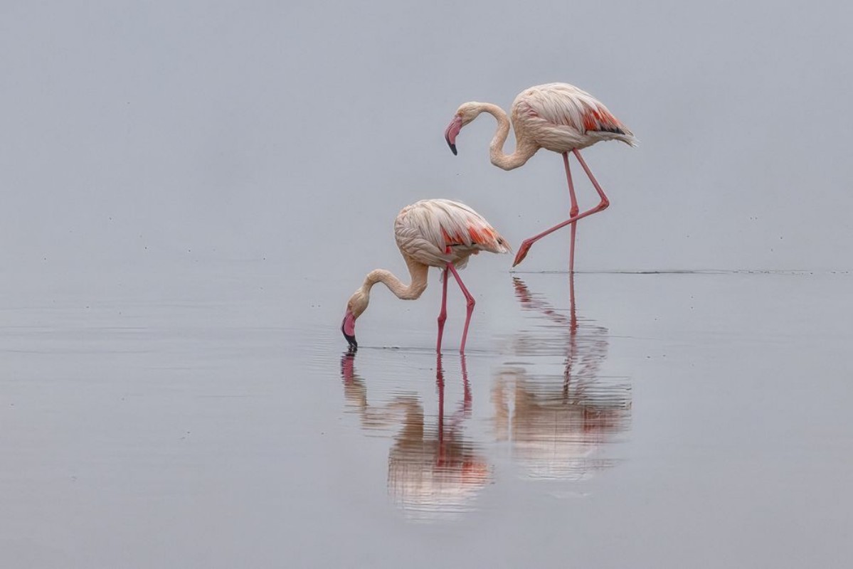 Bild på Flamingos