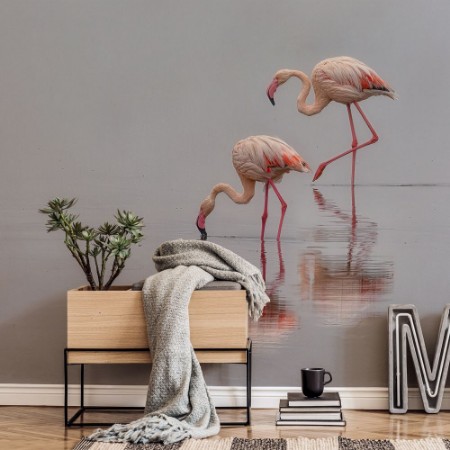 Picture of Flamingos