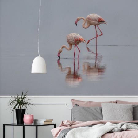 Picture of Flamingos