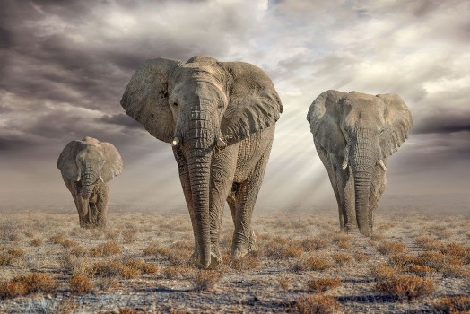 Bild på Etosha Elephants