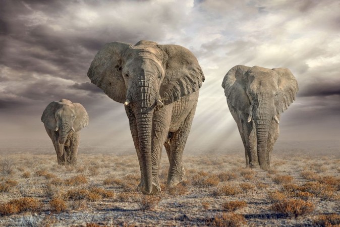 Afbeeldingen van Etosha Elephants