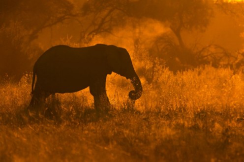 Image de Golden Elephant in Savute