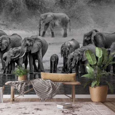 Afbeeldingen van Elephant Family