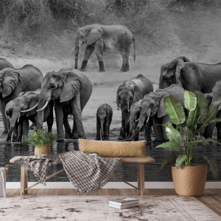 Picture of Elephant Family