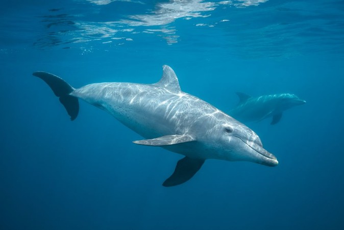 Bild på Curious Dolphin
