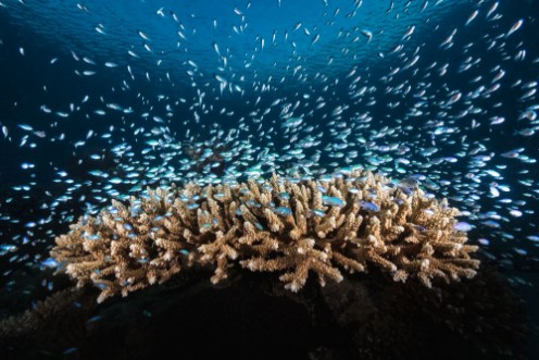 Bild på Underwater Life
