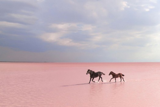 Picture of Pink Salt Lake