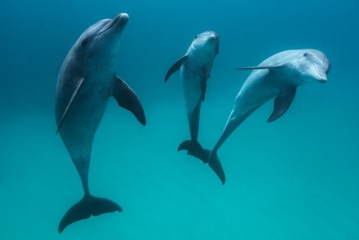 Picture of Bottlenose Dolphins