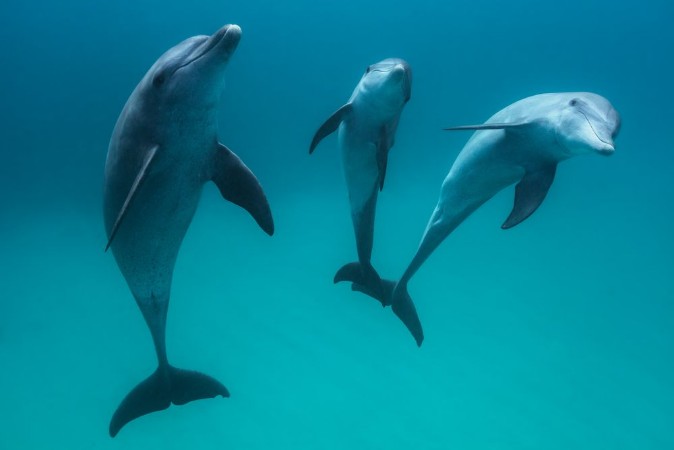 Afbeeldingen van Bottlenose Dolphins