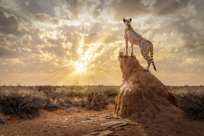 Bild på Sundown Cheetah