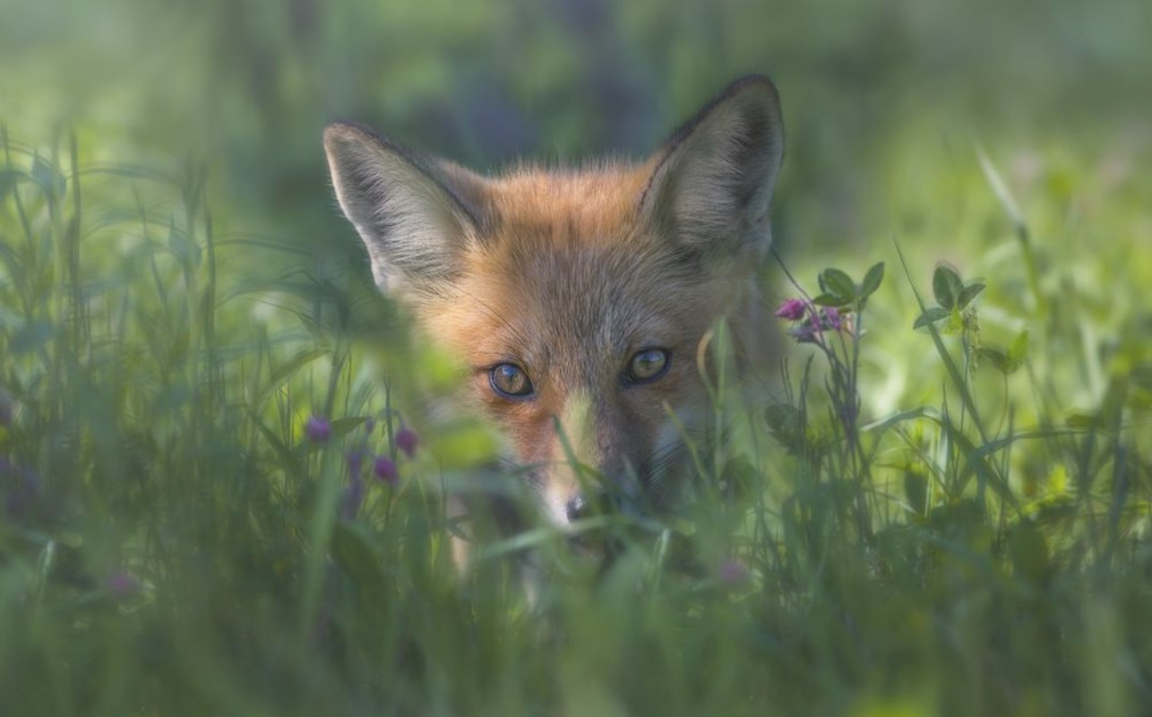 Bild på Red fox
